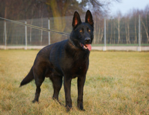 K9 Buran - DeKalb County SD Indiana