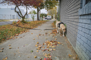 K9 Cadence of the Milwaukee VA training in tracking.