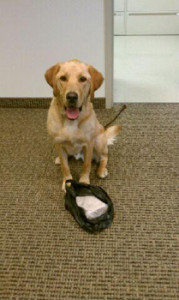 K9 Boomer 1 kilo herion St Lous MO, DEA attachment
