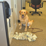 K9 Boomer cash seized, St Louis MO, DEA attachment