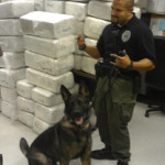 K9 Dutch Gary PD 1100 lbs marijuana