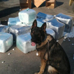 Gary PD K9 Loki 350 lbs marijuana