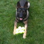 K-9 Loki: Gary PD