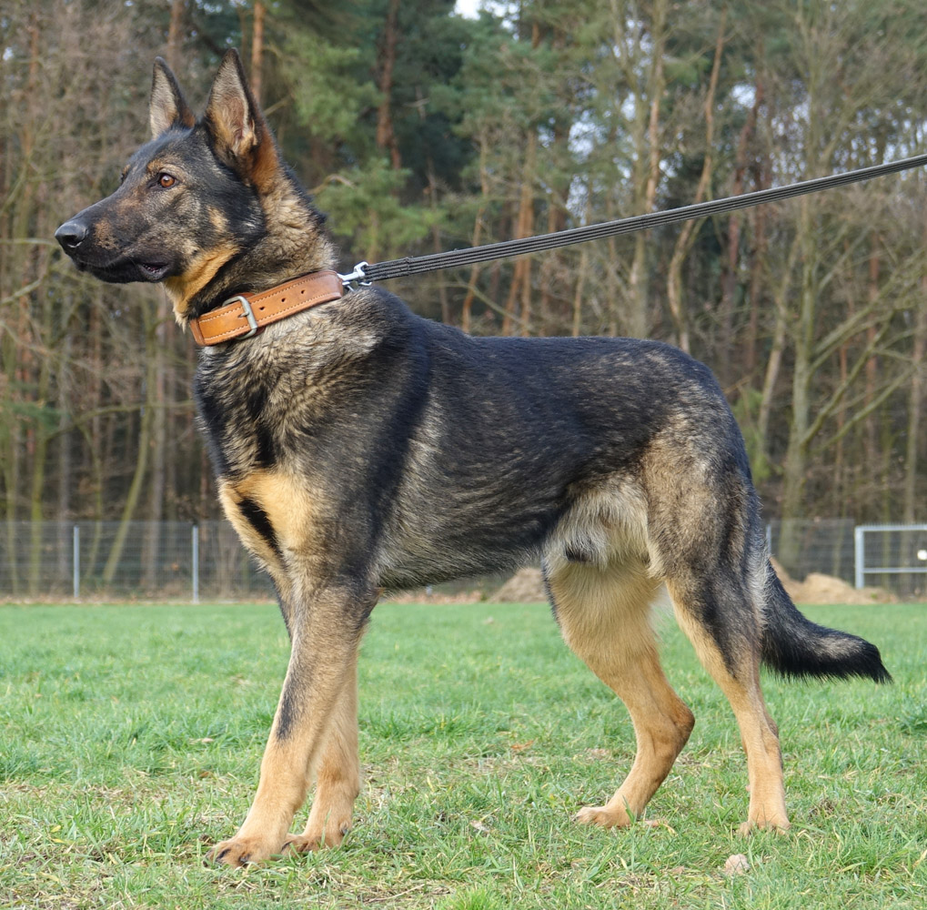 Trained Dogs For Veterans For Sale German Shepherd Trained Dogs For Veterans For Sale German Shepherd
